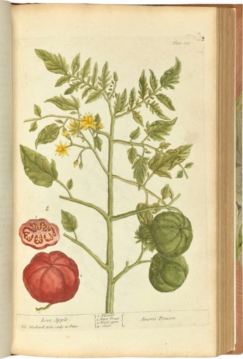 A cover of "Botanical" cluster. The owner is leann.nyc. The cluster consists of 2 elements.