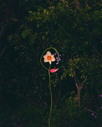 A cover of "Nature" cluster. The owner is wissensdurst. The cluster consists of 3 elements.