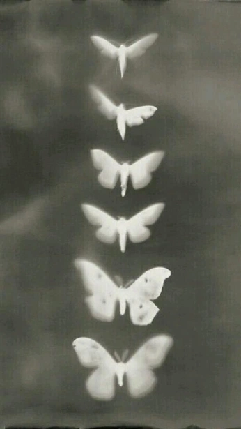 A cover of "Nature" cluster. The owner is mariaandreea. The cluster consists of 39 elements.