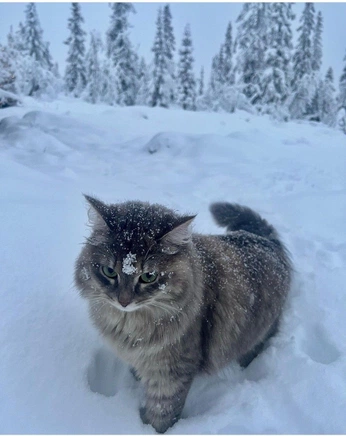 A cover of "ϐׁׅ֒ᥣׁׅ֪υׁׅꫀׁׅܻ" cluster. The owner is verstiles. The cluster consists of 112 elements.