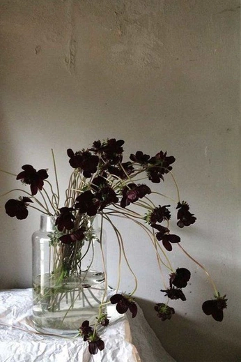 A cover of "Florals" cluster. The owner is davidalba. The cluster consists of 7 elements.