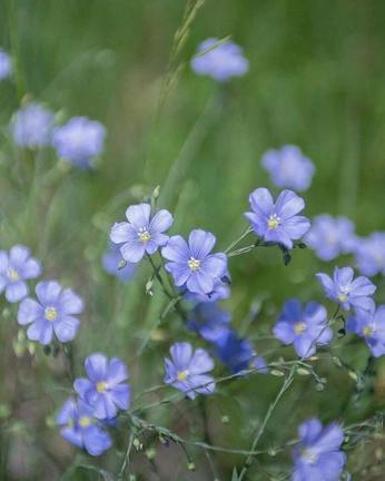 A cover of "notion" cluster. The owner is zooie. The cluster consists of 16 elements.