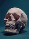 Cover of skulls cluster