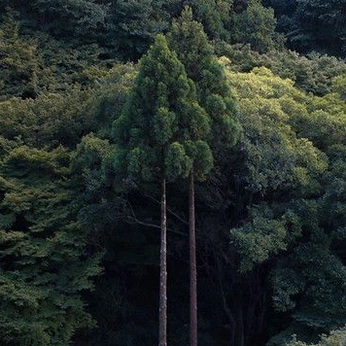 A cover of "Out on the trail" cluster. The owner is mpotentiality. The cluster consists of 25 elements.