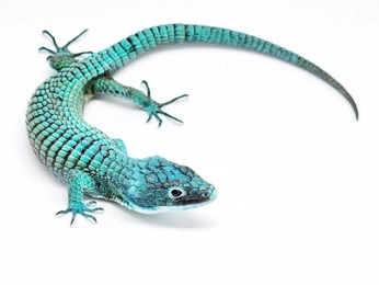 A cover of "Teptiles" cluster. The owner is cosmicpaw. The cluster consists of 9 elements.