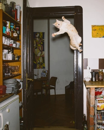 A cover of "Cats" cluster. The owner is meyys. The cluster consists of 3 elements.