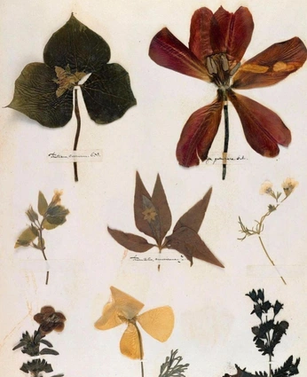 A cover of "Botanical" cluster. The owner is petanque. The cluster consists of 24 elements.