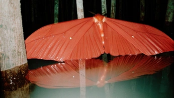 A cover of "Hybrid InsectBird" cluster. The owner is ultradigiloan. The cluster consists of 42 elements.