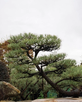 A cover of "got wood?" cluster. The owner is ghoulfriend. The cluster consists of 54 elements.