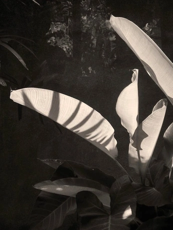 A cover of "Photography" cluster. The owner is anupam. The cluster consists of 61 elements.