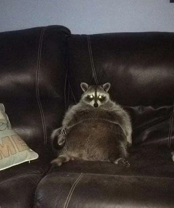 A cover of "MEME" cluster. The owner is spookysweet. The cluster consists of 8 elements.