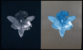 A cover of "flwr pwr" cluster. The owner is 0c3angh0st. The cluster consists of 2 elements.