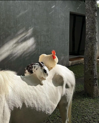 A cover of "🏠🐓🌾💐" cluster. The owner is raeanne. The cluster consists of 10 elements.