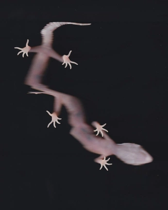 A cover of "PHOTO POSTER ·" cluster. The owner is anneskade. The cluster consists of 2 elements.