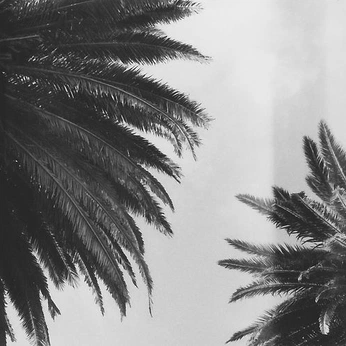 A cover of "📸" cluster. The owner is leilaniaaliyah. The cluster consists of 4 elements.