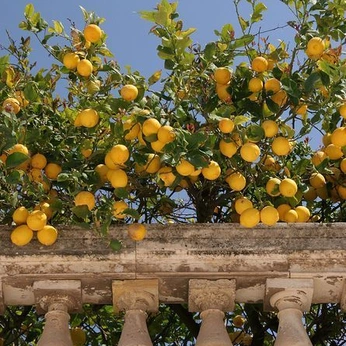 A cover of "kamani 💛" cluster. The owner is pillowpet. The cluster description is "you are irreplaceable and add infinite value to my life.". The cluster consists of 18 elements.