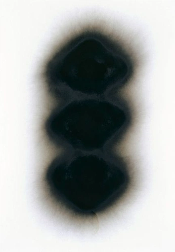 A cover of "Ink Blot" cluster. The owner is tarushiv. The cluster consists of 51 elements.