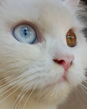 A cover of "cat" cluster. The owner is kaitatetheluck. The cluster consists of 24 elements.