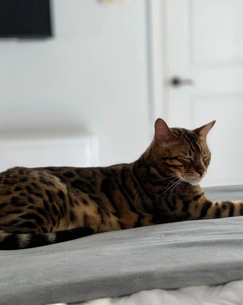 A cover of "Bengal" cluster. The owner is a28luck. The cluster consists of 4 elements.