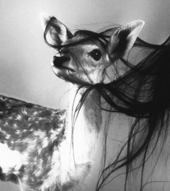 A cover of "accessorio" cluster. The owner is luxavolpin. The cluster consists of 286 elements.