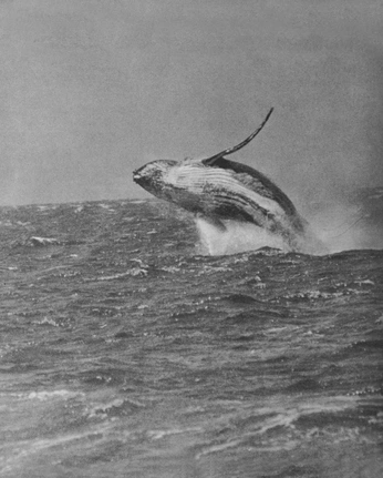 A cover of "..." cluster. The owner is cadetcapa. The cluster consists of 22 elements.