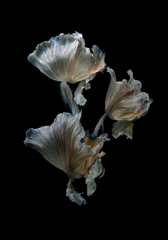 A cover of "🪼🪼🪼" cluster. The owner is mel1na. The cluster consists of 3 elements.