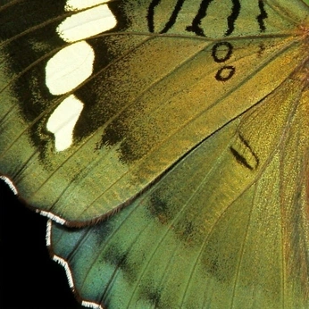 A cover of "Black Hole [T.V.B]" cluster. The owner is mel. The cluster consists of 260 elements.