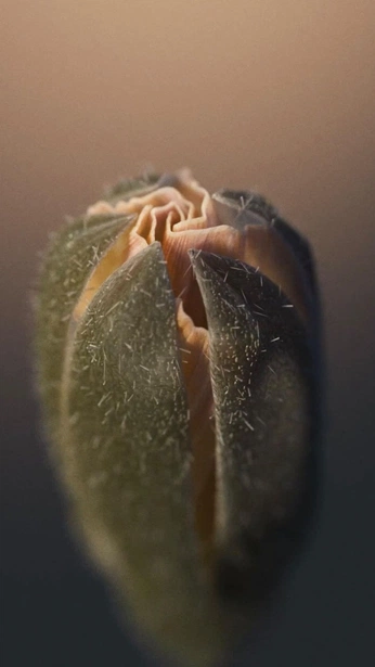 A cover of "Incalpaca" cluster. The owner is pabloo. The cluster consists of 7 elements.