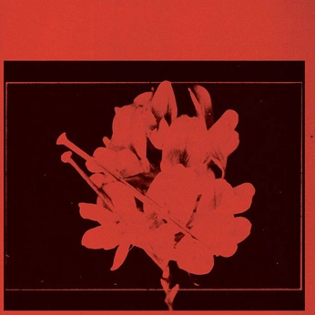 A cover of "FESTIVAL DEL ACABE" cluster. The owner is alexmanuel. The cluster consists of 24 elements.