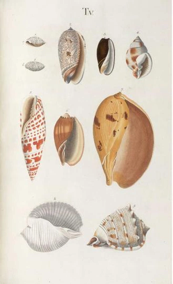 A cover of "reference" cluster. The owner is laineypeltier. The cluster consists of 7 elements.