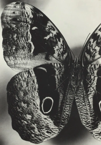 A cover of "Nature" cluster. The owner is eloybown. The cluster consists of 6 elements.