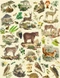 Cover of animals cluster