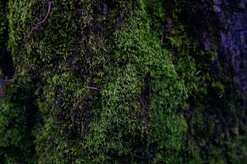 A cover of "Xime's personal" cluster. The owner is emixime. The cluster consists of 61 elements.