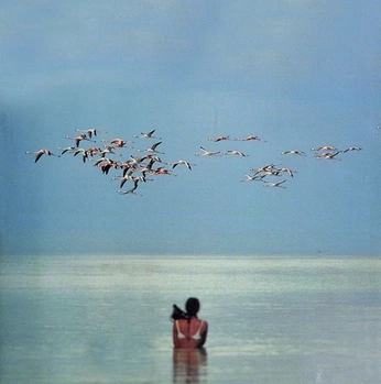 A cover of "SALT FLATS" cluster. The owner is kangs. The cluster consists of 113 elements.