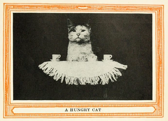 A cover of "Cats" cluster. The owner is tollbooths. The cluster consists of 23 elements.