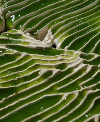 A cover of "Algae" cluster. The owner is lifeisechoing. The cluster consists of 15 elements.