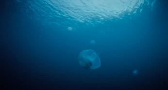 A cover of "Terrence Malick" cluster. The owner is sacha.drouin. The cluster consists of 20 elements.