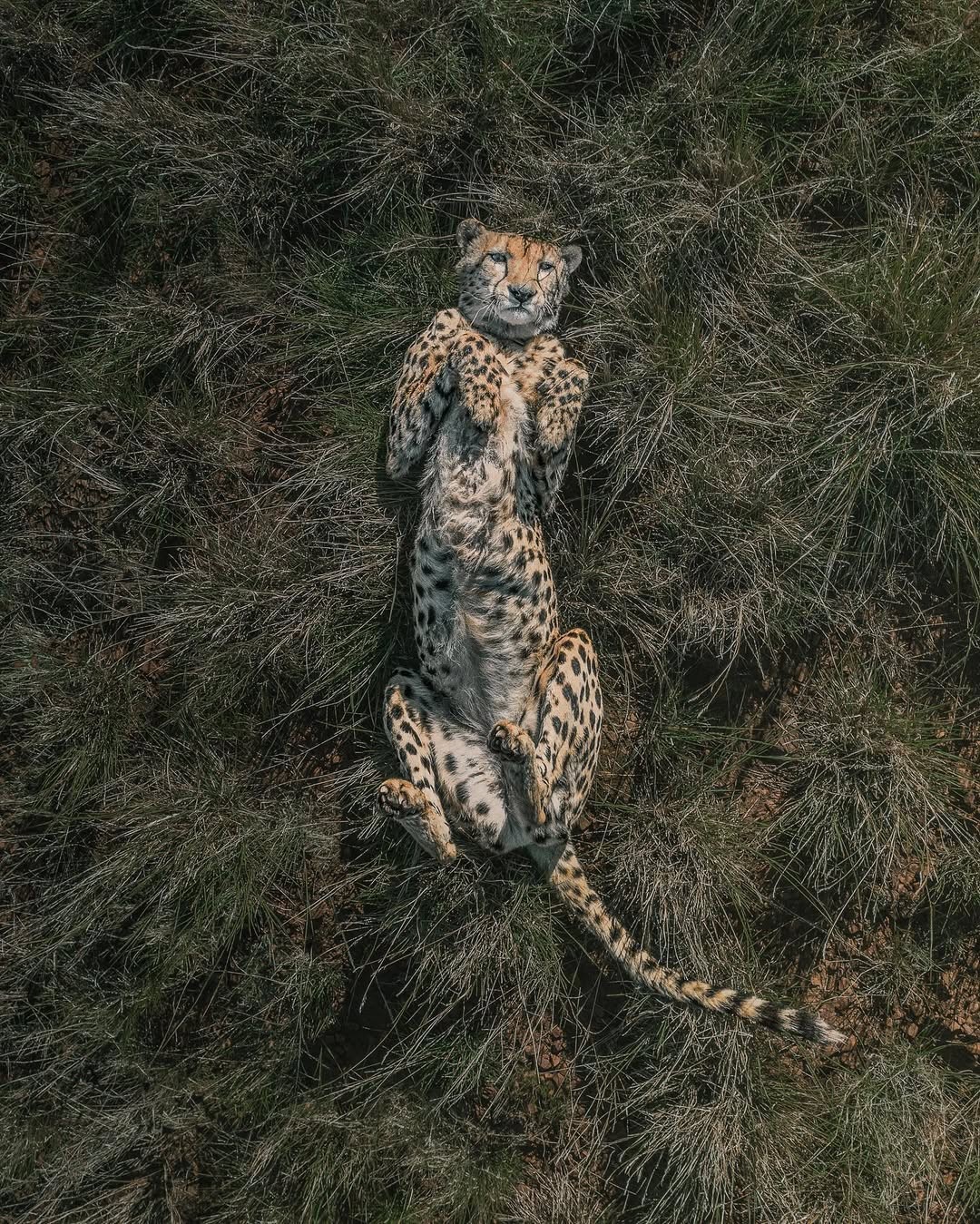 Role Model, a photograph of a Cheetah in South Africa by JP and Mike Andrews of Abstract Aerial Art.