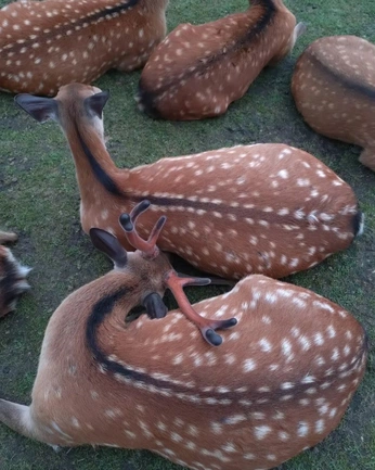 A cover of "Planet Earth" cluster. The owner is kaykut. The cluster consists of 42 elements.