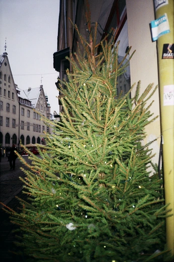 A cover of "festive" cluster. The owner is alicemaeshedd. The cluster consists of 4 elements.