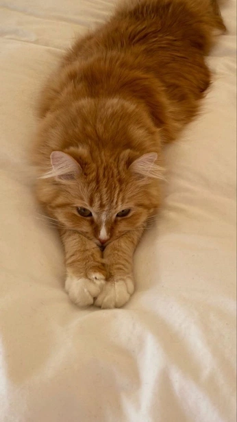 A cover of "😼Cute Animals😼" cluster. The owner is ellieann. The cluster consists of 106 elements.