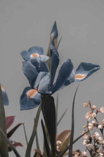 A cover of "Nature" cluster. The owner is fabianschoening. The cluster consists of 1 element.