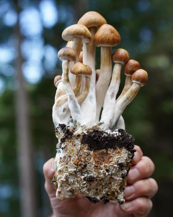 A cover of "Mushrooms" cluster. The owner is l4dyr3d. The cluster consists of 9 elements.