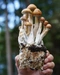 Cover of Mushrooms cluster