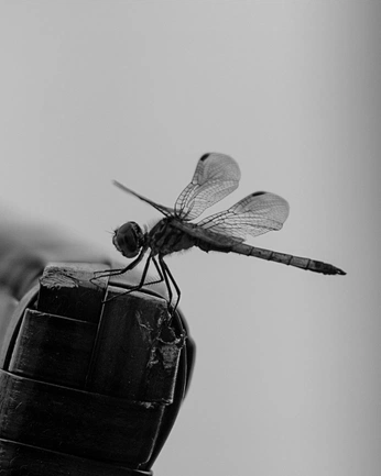 A cover of "archive" cluster. The owner is minahelena. The cluster consists of 1 element.