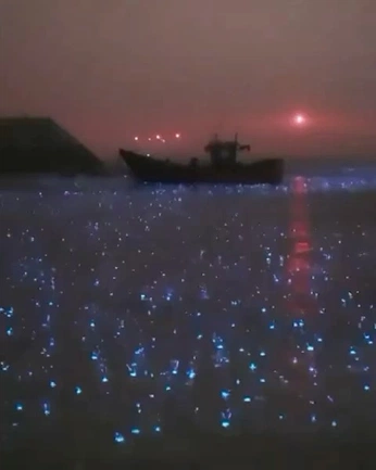 A cover of "dreamy Insight" cluster. The owner is samanta. The cluster description is "random". The cluster consists of 1 element.