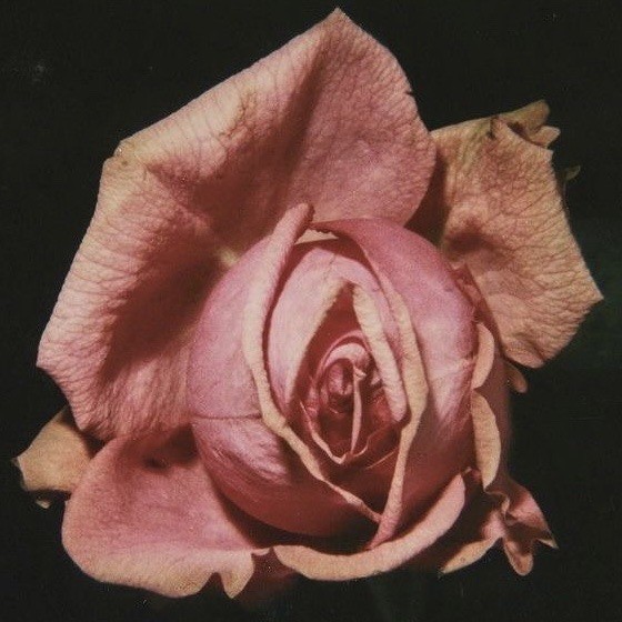 A Pinterest pin added by kailadior on Dec 01, 2024. The author is H. May present: garden roses.