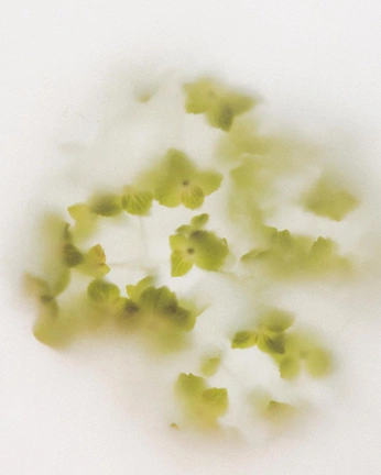 A cover of "meloire" cluster. The owner is byyyae. The cluster consists of 23 elements.