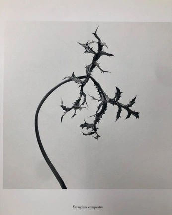 A cover of "식물" cluster. The owner is atara0. The cluster consists of 30 elements.