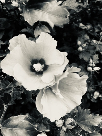 A cover of "Flora" cluster. The owner is alfaplum. The cluster consists of 5 elements.